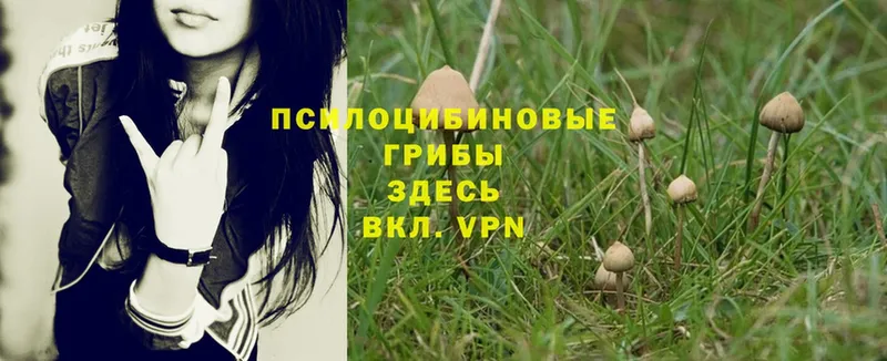 Галлюциногенные грибы Psilocybe  купить закладку  Каменногорск 